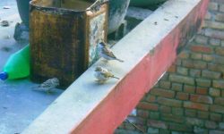 चिरबिर गर्ने भँगेरा कता हराए ?