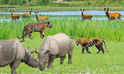 वन्यजन्तुबाट जोखिम !