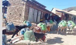 खच्चडको प्रयोग !