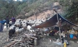 बाजुराका भेडा व्यवसायी चिसो छल्न बुणामाजको सडकमा !