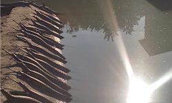 घडियाल गोहीका बच्चाहरु