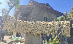 बीउ बनाउन राखिएको मकै !