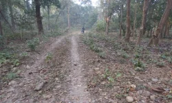 त्रिवेणी-दुम्किबास सडक निर्माणमा निकुञ्ज बाधक