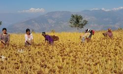 कोदो टिप्दै !