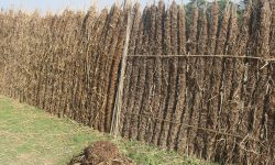 खाना बनाउन सुकाइएका गोइँठा !