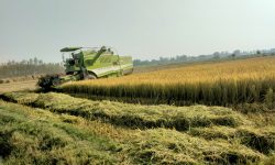 आधुनिक यन्त्रबाट धान काट्दै !