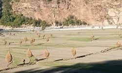 परालका कुन्यू !