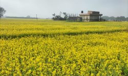 तोरीखेती !