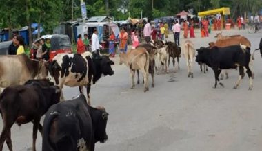 महोत्तरीमा गौशालामा गाईको बिजोग