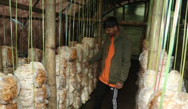 च्याउ खेतीबाट मासिक दुई लाख कमाउँदै निखिल