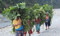 घाँसको भारी बोक्दै महिला !