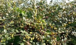 लटरम्म फलेको जङ्गली बयर !