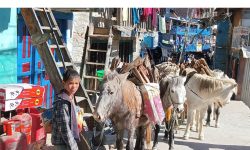 जाडो बढेसँग दाउराको व्यापार !