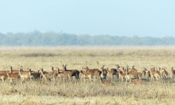 मृग र जरायोको बथान !