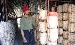 च्याउको रेखदेख गर्दै फार्मका सञ्चालन !