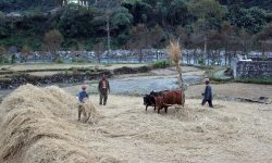 दाइँ हाल्दै !