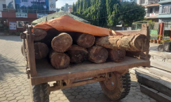 धनुषामा अवैध काठ चोरी निकासीः चार महिनामा सात मुद्दा