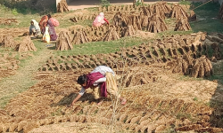 खाना पकाउन अझै गुइँठाकै भर