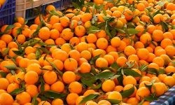 उदयपुरको ताप्लीका किसान सुन्तला खेतीतर्फ आकर्षित