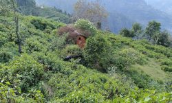 गाउँका घर उजाड बन्दै !