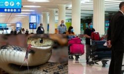 विमानमा भेटियो सर्प : छानबिनको आदेश