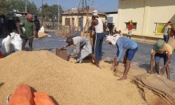 धान खरिद गरिँदै !