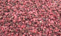 घट्दै अलैँचीको मूल्य !