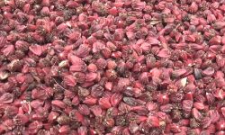 अलैंचीको उत्पादन बढ्दो, मूल्य र निर्यात घट्दो