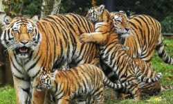 चितवन राष्ट्रिय निकुञ्जका खोर बाघले भरिए