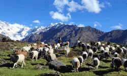 चिसो बढेपछि भेडागोठाला बेँसी झर्न थाले