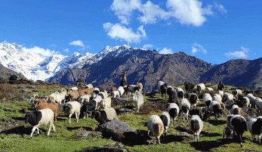 चिसो बढेपछि भेडागोठाला बेँसी झर्न थाले