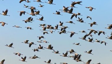 जाडो छल्न नारायणी नदी आसपासका क्षेत्रमा आइपुगे विदेशबाट चरा