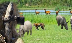 हिंस्रक वन्यजन्तु पहिचान गर्न क्यामेरा ट्यापिङ