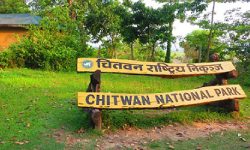 चितवन राष्ट्रिय निकुञ्जभित्र पाँच महिनामा ५४ वन्यजन्तु मरे
