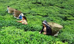 बाँझो जमिन उपयोग गरी चियाखेती विस्तार गरिँदै