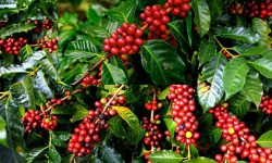 गुल्मीको कफी जापान र फ्रान्स निर्यात, किसान आकर्षित