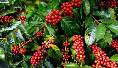 गुल्मीको कफी जापान र फ्रान्स निर्यात, किसान आकर्षित