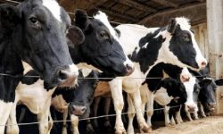 अनुदानमा उन्नत जातको गाई वितरण