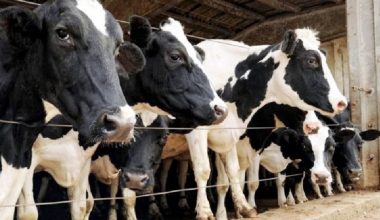 अनुदानमा उन्नत जातको गाई वितरण