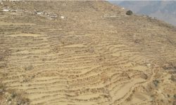 लामो समयसम्म पानी नपर्दा हिउँदे बाली सुक्दै