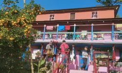 सुन्तलाको मौसमसँगै भीडभाड सुन्तलाबारी होमस्टे