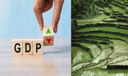 धानखेती हुने जमिन र उत्पादन वर्षेनी घट्दै, जीडीपीमा चार प्रतिशत योगदान