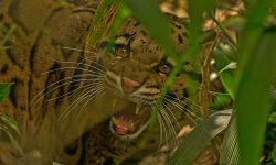 लोप हुन थालेका चितुवा भेटिन थाले