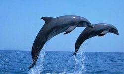 नारायणी नदीमा पुनः देखिन थाल्यो डल्फिन