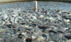 माछापालनबाट मनग्य आम्दानी