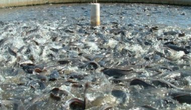 माछापालनबाट मनग्य आम्दानी