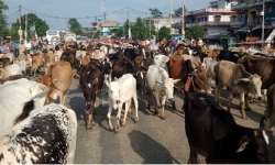 गौ संरक्षणमा सांसद