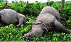 नवलपुरमा दुई गैँडा मृत फेला