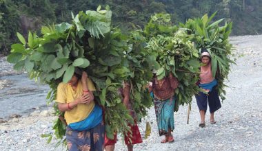 एक भारी घाँसकै लागि आधा दिन