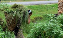 एक भारी घाँसकै लागि आधा दिन